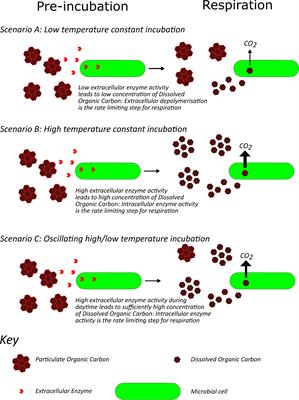 Importance of Diurnal Temperature Range (DTR) for predicting the temperature sensitivity of soil respiration
